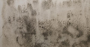 Black Mold Water Damage